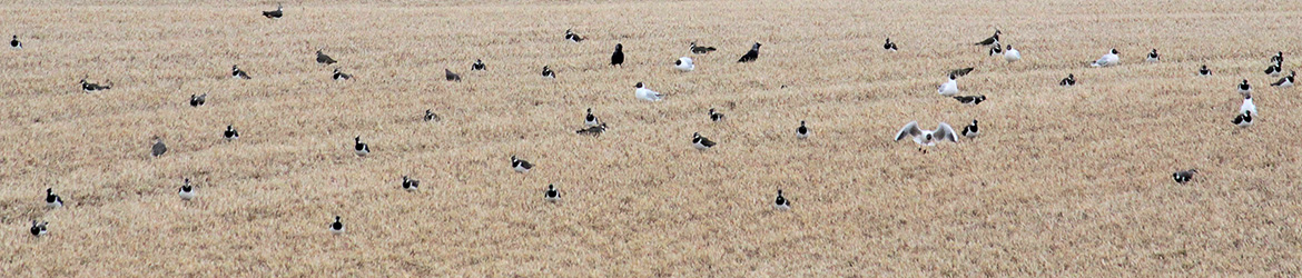 töyhtöhyyppä; naurulokki; naakka; Kaarina Heiskanen