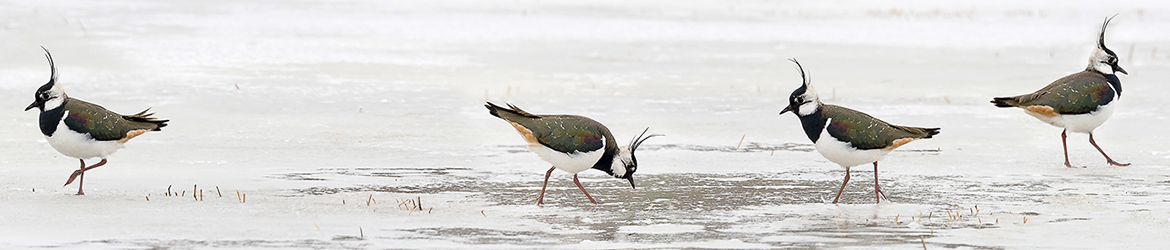 töyhtöhyyppä; Tero Pelkonen