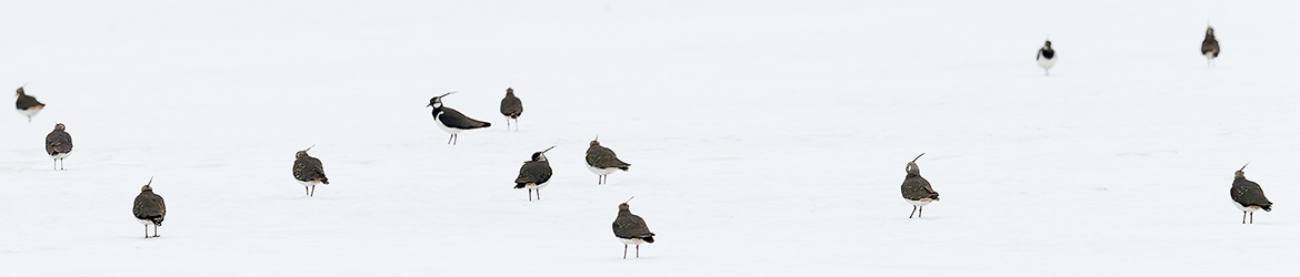 töyhtöhyyppä; Tero Pelkonen