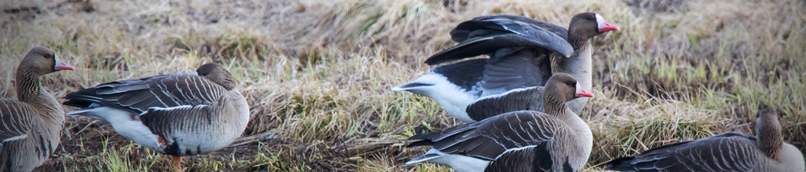 tundrahanhi; Markku Ukkonen