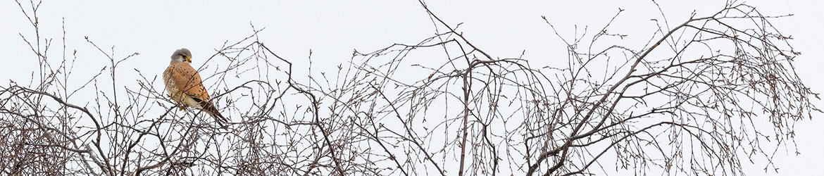 tuulihaukka; Tero Pelkonen