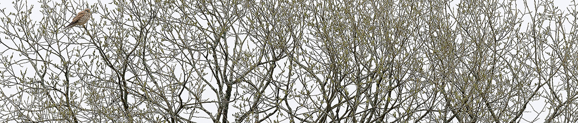 tuulihaukka; Tero Pelkonen