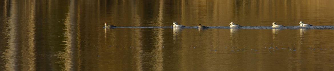 uivelo; Ilkka Markkanen