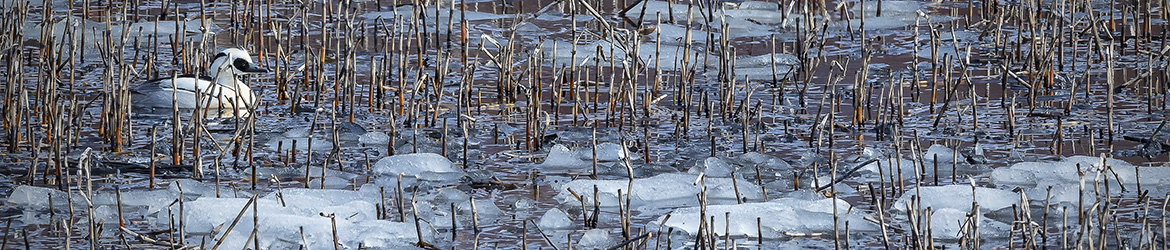 uivelo; Tero Pelkonen
