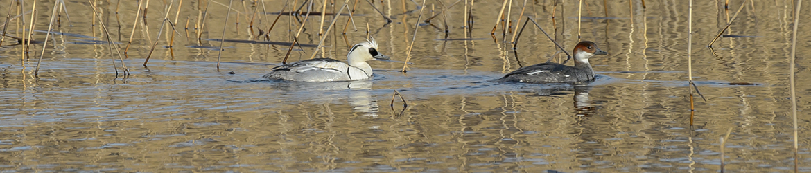 uivelo; Ilkka Markkanen