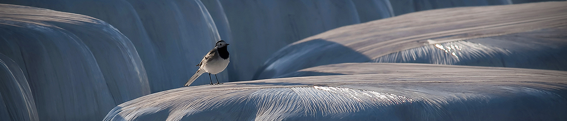 västäräkki; Tero Pelkonen