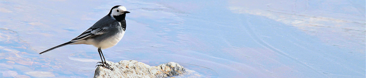 västäräkki; Kaarina Heiskanen