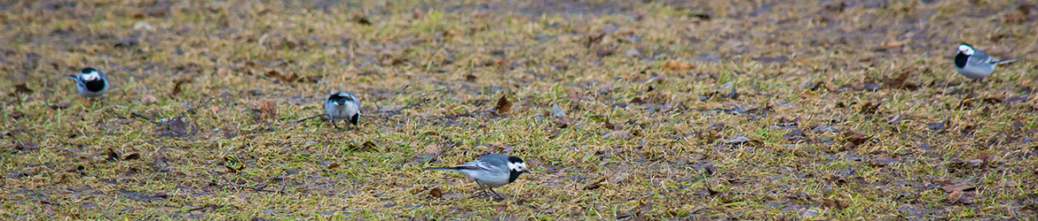 västäräkki; Aarne Hagman