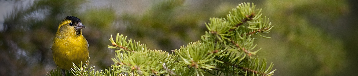 vihervarpunen; Tero Pelkonen