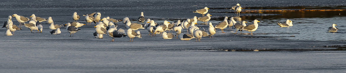 harmaalokki; Ilkka Markkanen