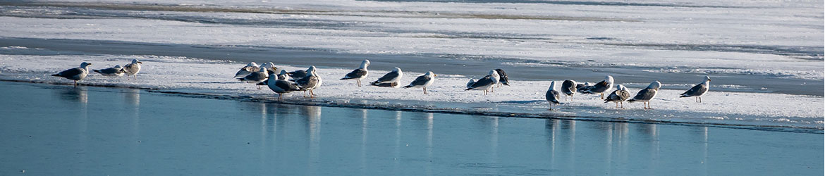 harmaalokki; Aarne Hagman