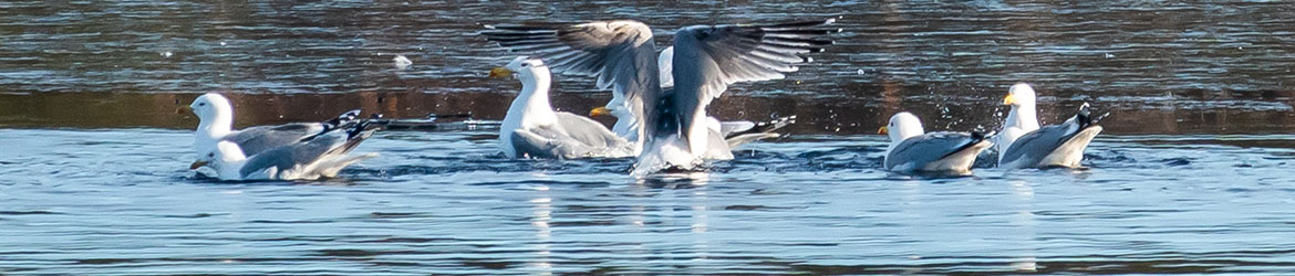 harmaalokki; Aarne Hagman