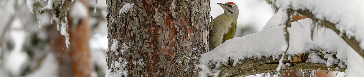 harmaapäätikka; Ilkka Markkanen