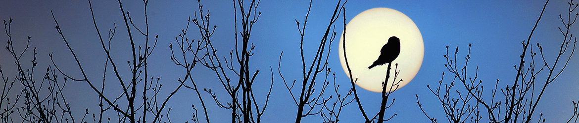 hiiripöllö; Tero Pelkonen