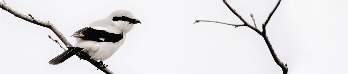 isolepinkäinen; Leena Meuronen