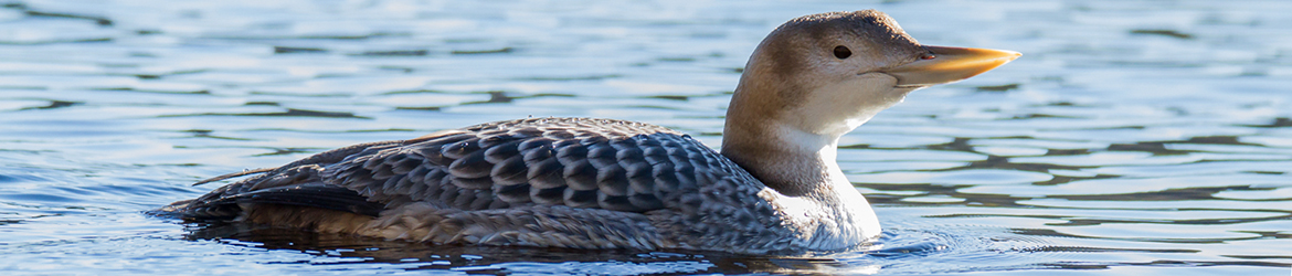 jääkuikka; Kari Hänninen