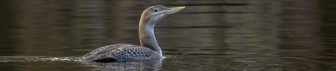 jääkuikka; Ilkka Markkanen