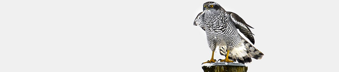 kanahaukka; Ilkka Markkanen