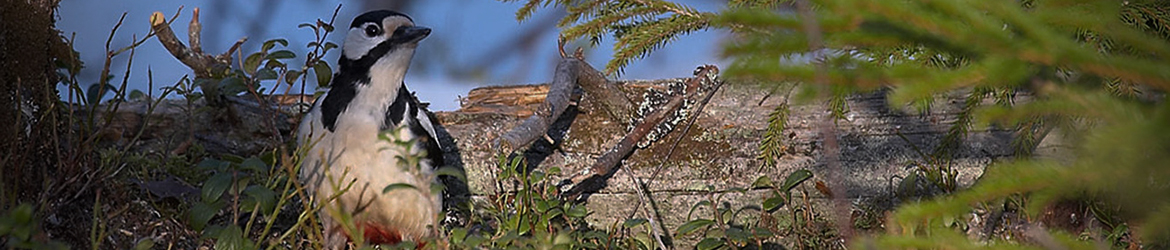 käpytikka; Tero Mikkonen