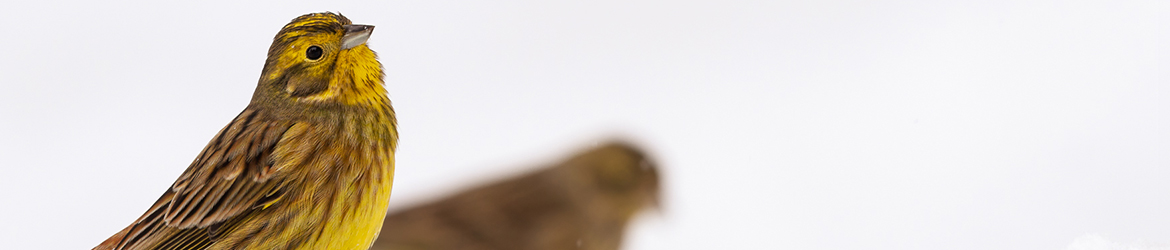 keltasirkku; Matti Hakkarainen