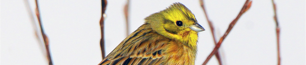 keltasirkku; Kaarina Heiskanen