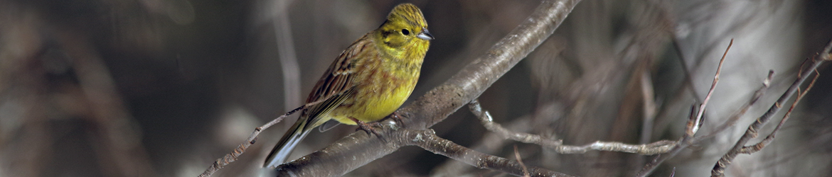 keltasirkku; Heikki Ranta