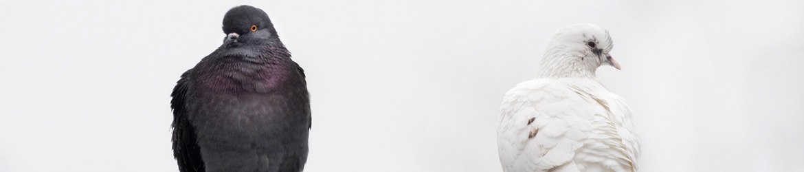 kesykyyhky; Jukka Portimojärvi