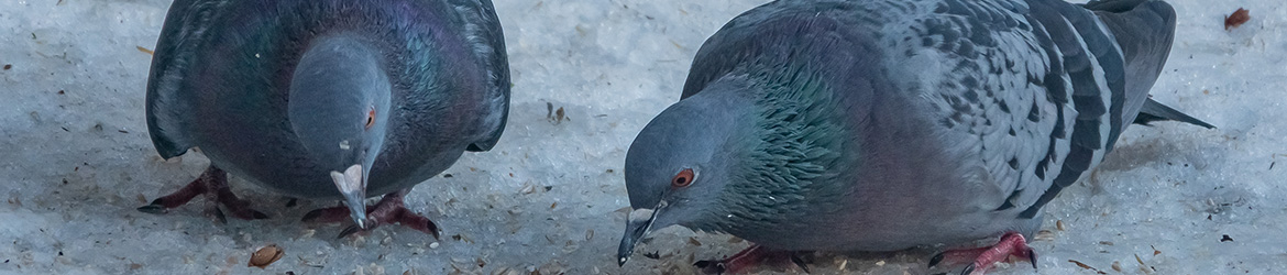 kesykyyhky; Aarne Hagman