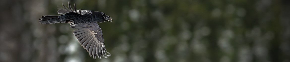 korppi; Ilkka Markkanen