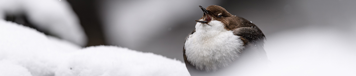 koskikara; Matti Hakkarainen