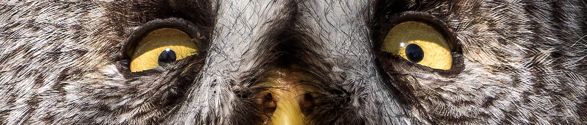 lapinpöllö; Jukka Portimojärvi