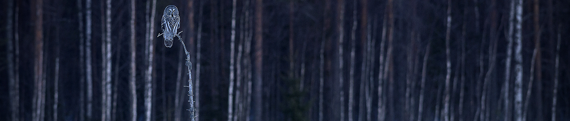 lapinpöllö; Tero Pelkonen