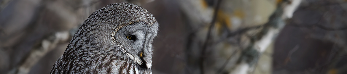 lapinpöllö; Mika Räisänen