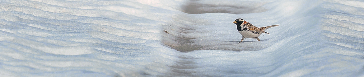 lapinsirkku; Ilkka Markkanen