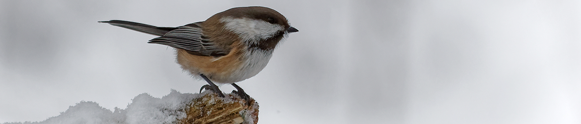 lapintiainen; Mika Räisänen