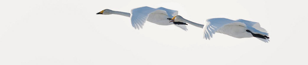 laulujoutsen; Aarne Hagman