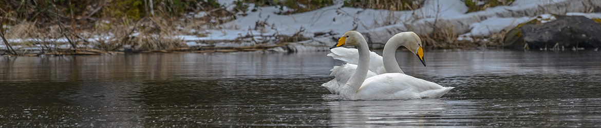 laulujoutsen; Ilkka Markkanen