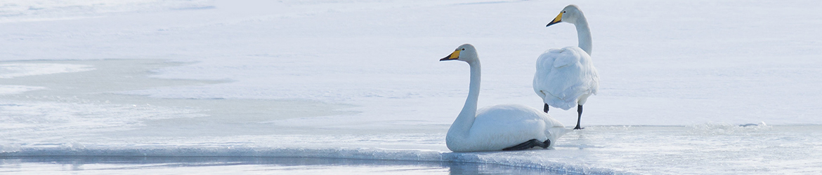 laulujoutsen; Aarne Hagman