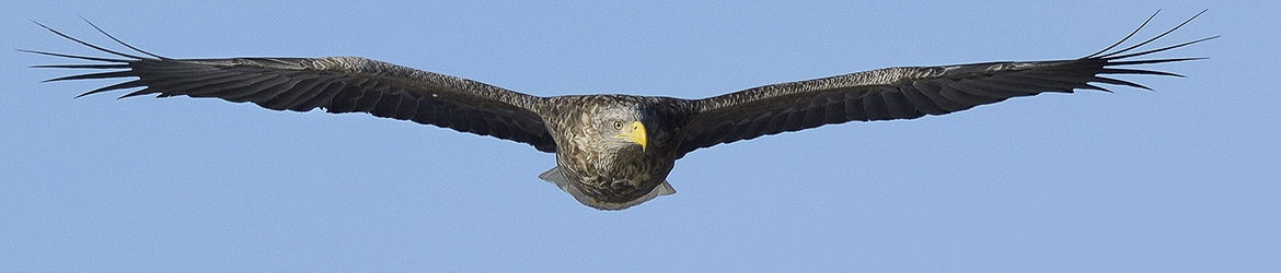 merikotka; Matti Hakkarainen