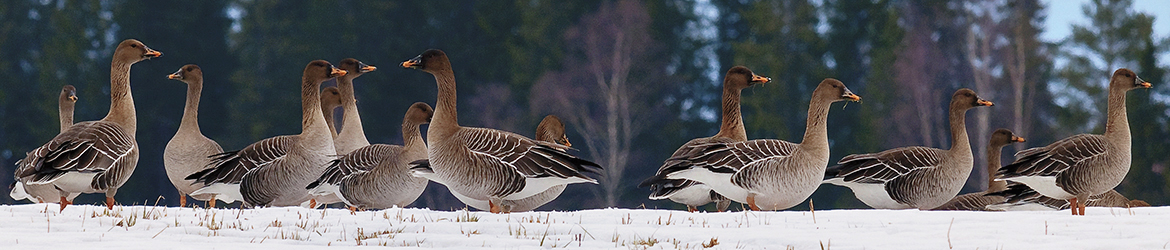taigametsähanhi; Tero Pelkonen