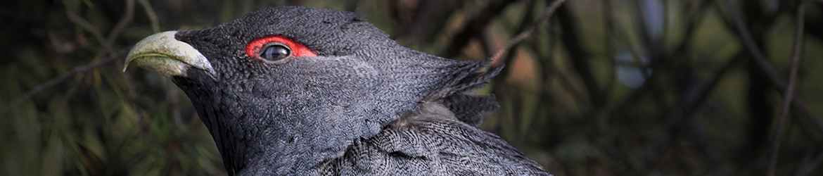 metso; Kaarina Heiskanen