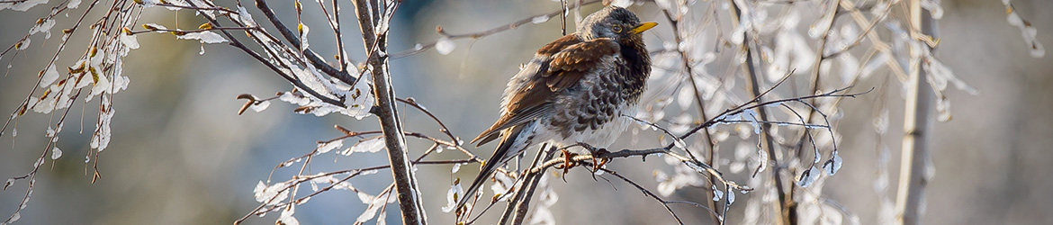 mustakaularastas; Ilkka Markkanen