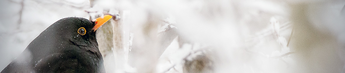 mustarastas; Markku Ukkonen