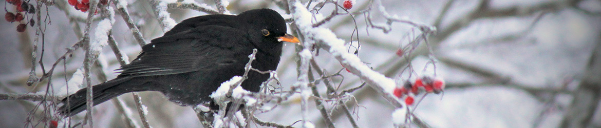 mustarastas; Kaarina Heiskanen