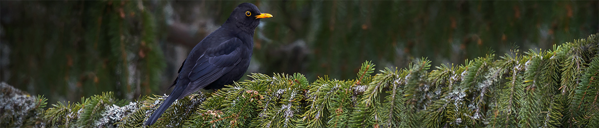 mustarastas; Ilkka Markkanen