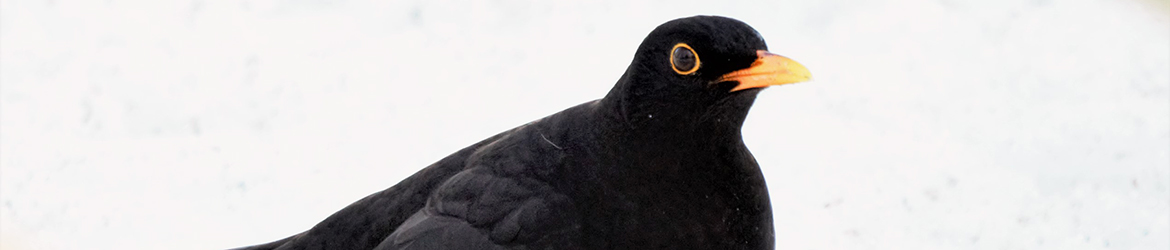 mustarastas; Pekka Nykänen