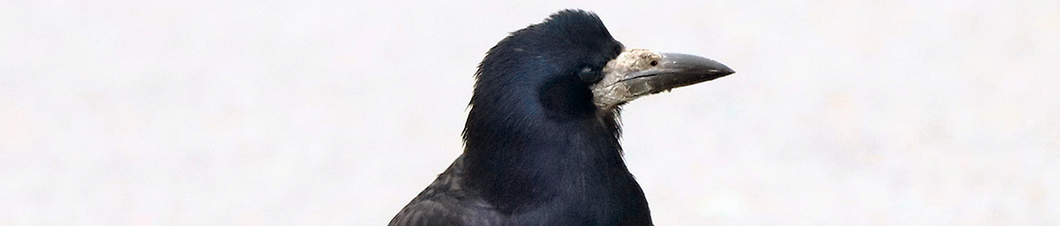 mustavaris; Pekka Nykänen