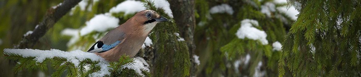 närhi; Tero Pelkonen
