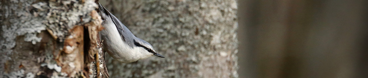 pähkinänakkeli; Anne Jääskeläinen