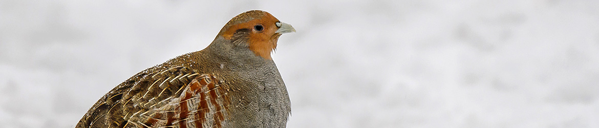 peltopyy; Ilkka Markkanen